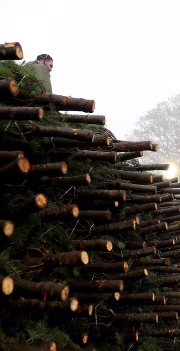 Image: Oregon Christmas Tree Farm Harvests Trees For Upcoming Holiday Season