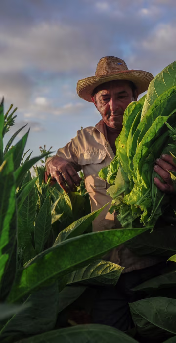 Image: A farmer works at a tobacco plantation in San Juan y Martinez, Cuba