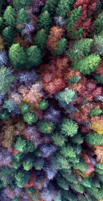 Image: Autumn season in plateaus of Turkey's Duzce