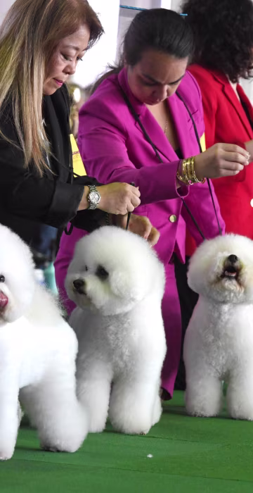 Image: US-WESTMINSTER-DOG-DAYTIME SESSION