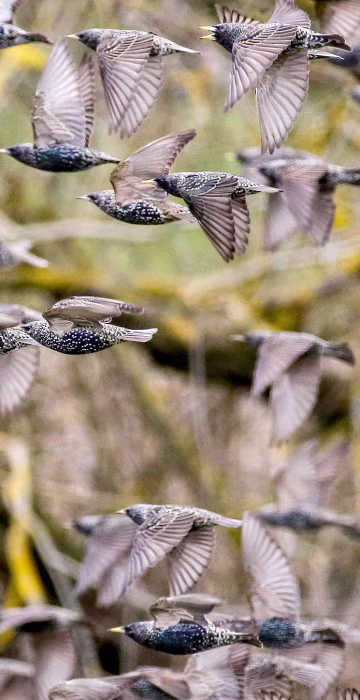 Image: BESTPIX - GERMANY-ANIMALS-BIRDS