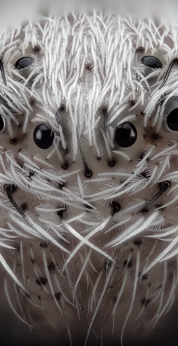 Image: Small white hair spider