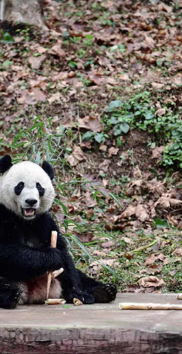 Image: CHINA-US-ANIMAL-DIPLOMACY-PANDA