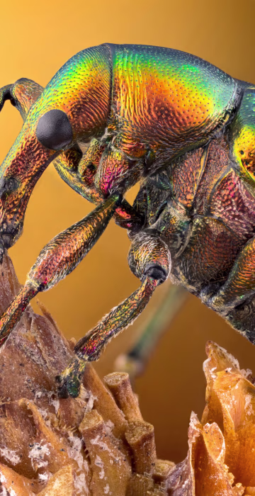 Leaf roller weevil