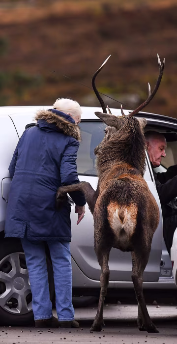 Image: Red Deer At Glen Etive