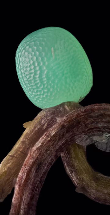 Butterfly egg