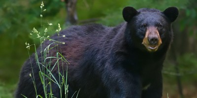 220523-black-bear-al-0732-0befa1.jpg