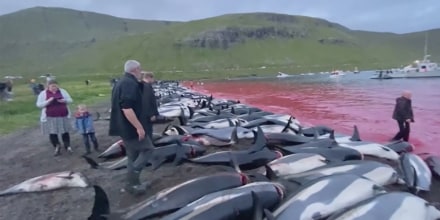 More than 1,400 dolphins killed in traditional Faeroe Islands hunt