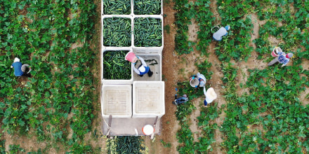 Essential Farm Workers Continue Work As Florida Agriculture Industry Struggles During Coronavirus Pandemic