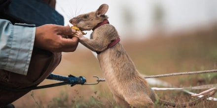 Image: Magawa, a mine-sniffing rat, in Siem Reap, Cambodia