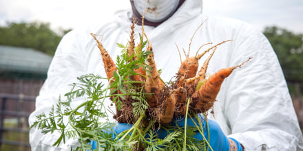 A worker wearing protective gear holds harvested carrots at Footprint Farms in Jackson, Miss., on April 6, 2020.