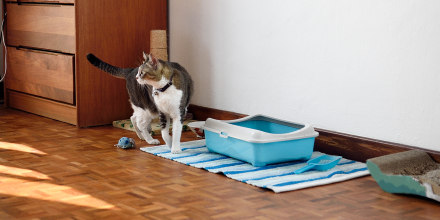 Cat with pet supplies in a bedroom