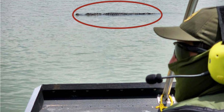 La Patrulla Fronteriza de EE.UU. publicó el 14 de mayo de 2022 la imagen de un enorme caimán en el río Bravo.