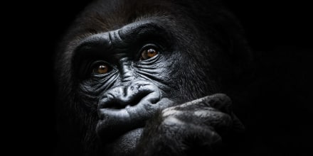 El rostro de un gorila captado en fotos