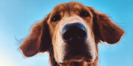 Close-Up Portrait Of A Dog