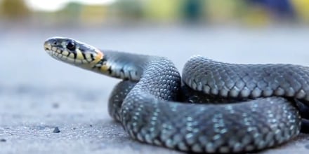 A snake in the Shawnee National Forest in Herod, Ill.