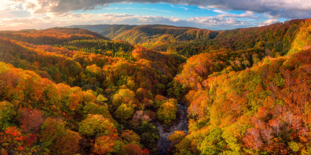 mountains with trees in autumn