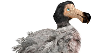 Pájaro Dodo