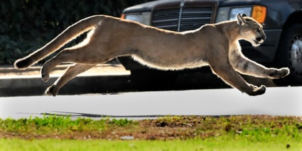 Mountain Lion, Brentwood