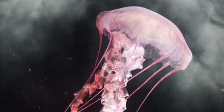 Beautiful jellyfish floating in water