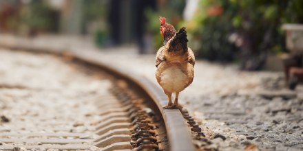 Rooster walking on railroad track.