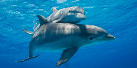 HeadlineImage