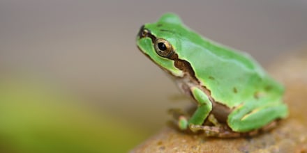 More than 2,000 species of amphibians are threatened by extinction