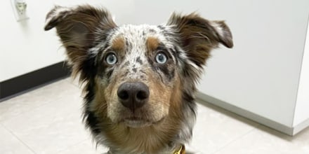 What’s causing severe respiratory illnesses in dogs?