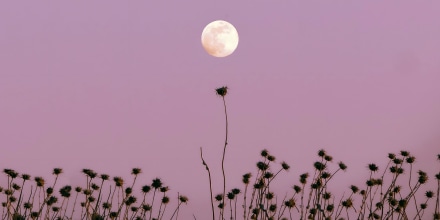 November full moon in a minimalist purple image where some branches try to reach it