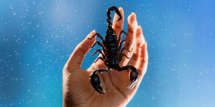 Photo of a hand holding a scorpion with water droplets symbolizing scorpio 2024.