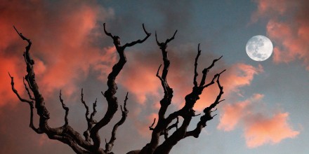 october full moon with dried out tree