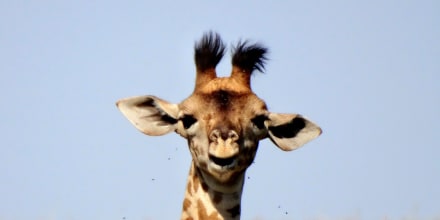 Animal Trivia