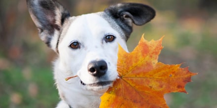 Pup with leaf