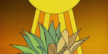 Illustration of an agave plant drying out in the sun 