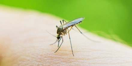 Mosquito on skin.