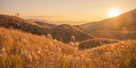 Sunset on the grassy meadow.