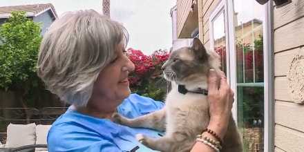 Benny and Susanne Anguiano, a couple from Salinas, California were reunited with their missing cat after he ran off during a trip to Yellowstone National Park.