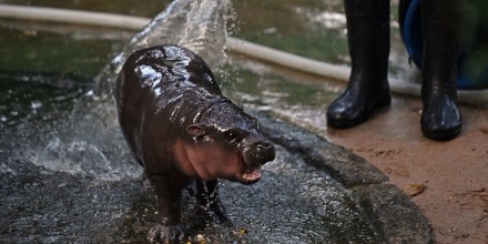 Moo Deng, a two-month-old female pygmy hippo who has recently become a viral internet sensation, is showered by a zookeeper at Khao Kheow Open Zoo in Chonburi province on September 15, 2024.