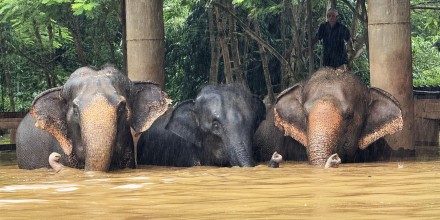 Elephants in floodwaters in Northern Thailand