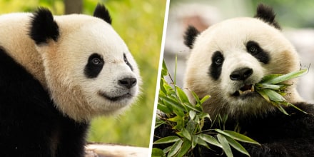 Giant Pandas sent to the US