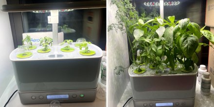 Left: Aerogarden Harvest Elite in front of a window with four plants sprouted and two domed seed pods.
Right: Aerogarden Harvest Elite in front of a window with all six plants sprouted. Four of the six plants are about 10-11 inches tall.