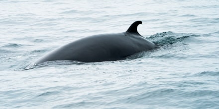 US-ANIMALS-WHALES-ENVIORNMENT