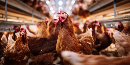 Indoor farm of hens that lay eggs.