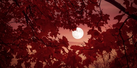 Full moon in the sunset sky with red autumn leaves and branches