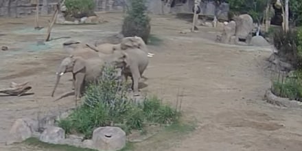 Elephants at Safari Park in San Diego County gather together in an "alert circle" during the 5.2-magnitude earthquake on April 14, 2025.