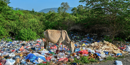 TOPSHOT-INDONESIA-ENVIRONMENT-ANIMAL
