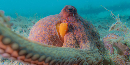 A wild Octopus americanus off the coast of south Florida. 