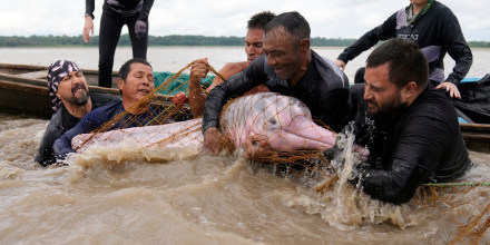 A group of people near a boat in the ocean place a pink river dolphin into a net