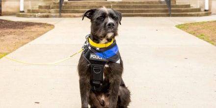 Sgt. Bo of the American Humane Hero Dog Awards