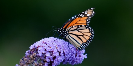 Butterflies of Music Garden in Toronto